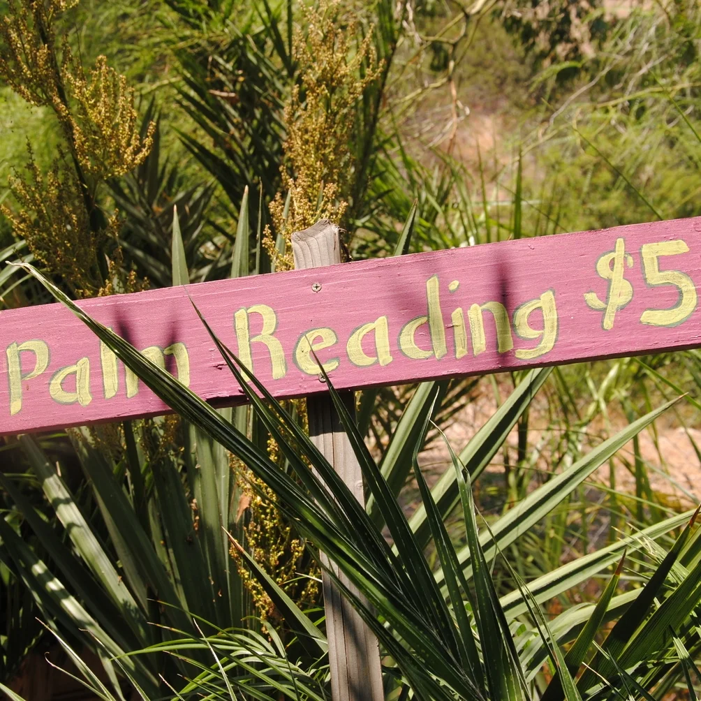 Palms & Cycads