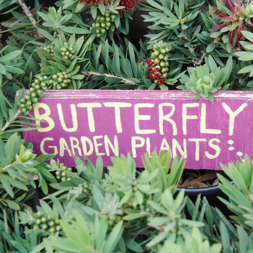Butterfly Friendly Plants