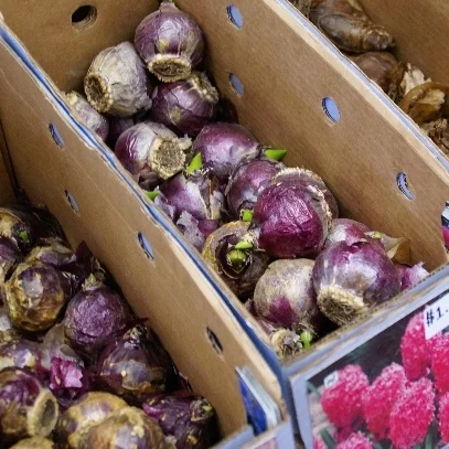 Flower Bulbs