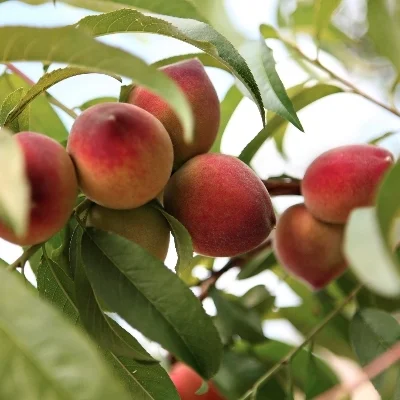 Fruit Trees