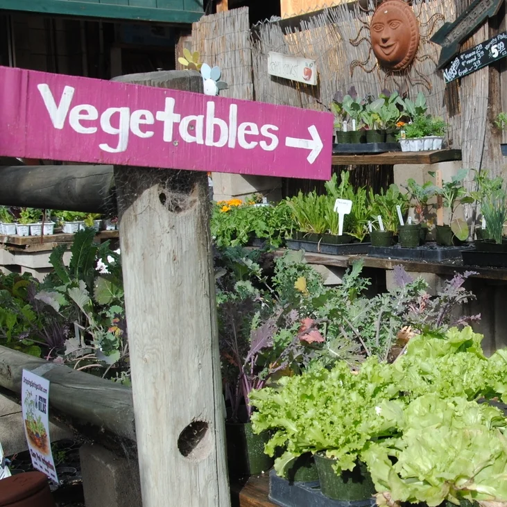 Organic Vegetable Plants