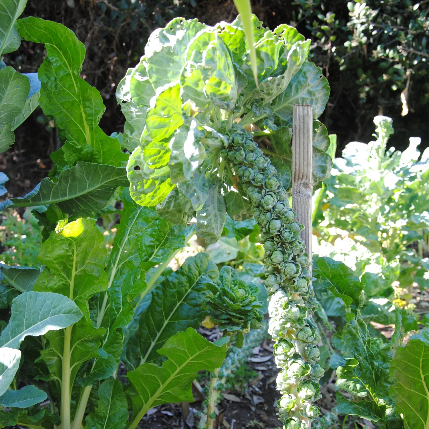 Companion Plants