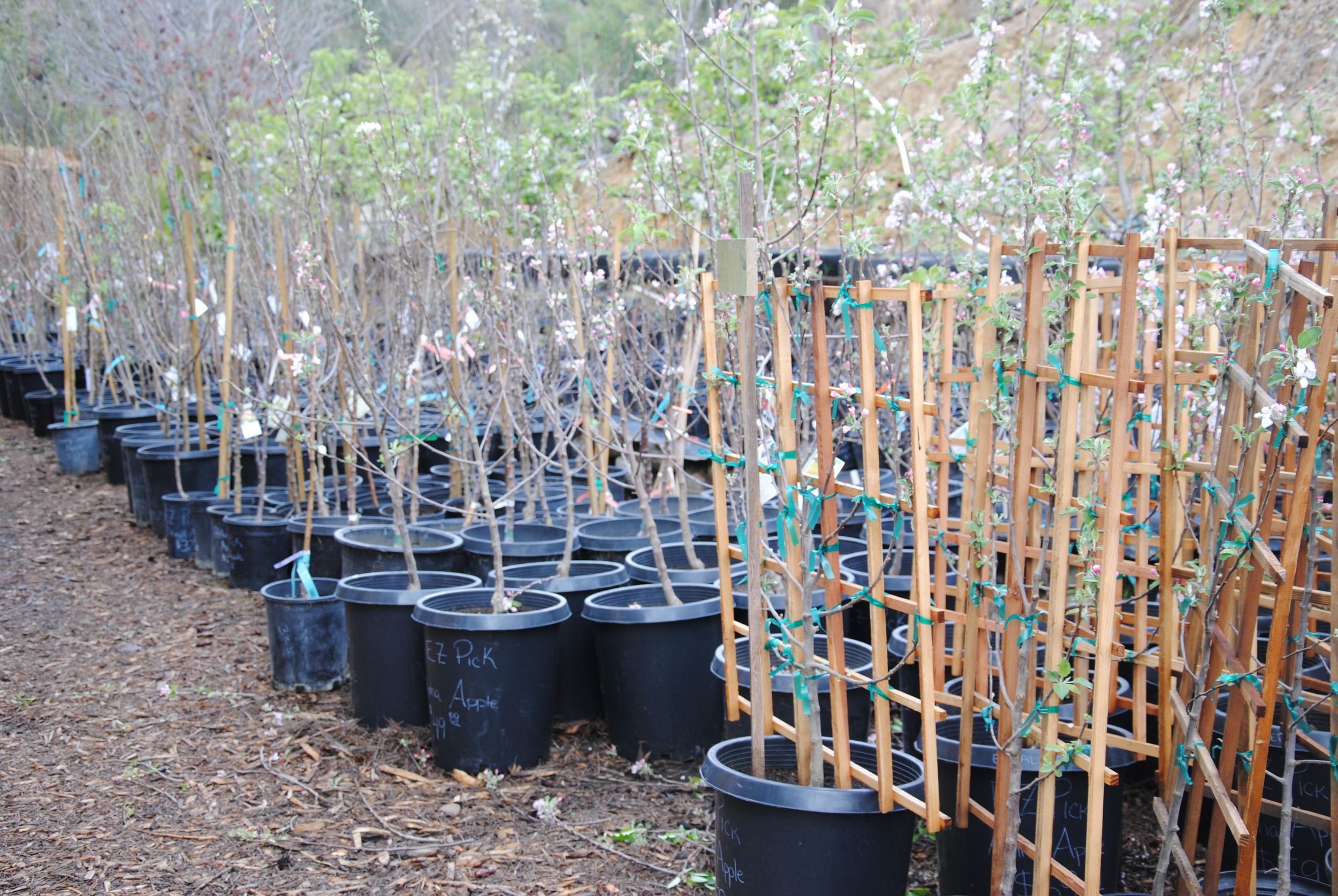 Fruit Trees