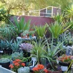 Succulents (2)