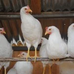 Chicken_07-15-2014 (11)