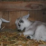 Goats_07-15-2014 (3)
