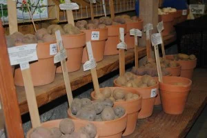 End-of-season seed potatoes are on sale! 2 for 1.50 while supplies last.