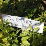 Our fall/winter tomatoes can be found in our Dig 'ems flats.