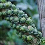 It's Fall! and fall is a great time to grow vegetables in San Diego!