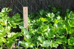 Potted veggies: celery, arugula, beets, squash, chard, beans, collards, kale, chives, mustard....and more.
