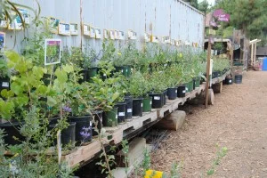 Our Native California plant section has been freshly restocked courtesy of Moosa Creek.