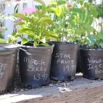 We have limited quantities of our specialty plants. Call for availability.