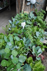 Variety Packs - six different plants in one pack! $5.99 each.