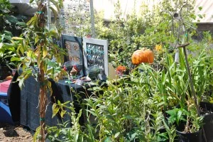 You're invited! Saturday, October 18, 9-4, is our Fall Harvest Festival. In addition to the tables of locally-made crafts...