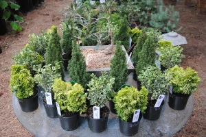 Bonsai_09-19-2014 (1)
