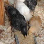Organic chicken feed is available in the nursery.