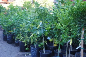 A fresh shipment of 5-gallon citrus has arrived!
