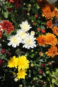 Mums_10-03-2014 (4)