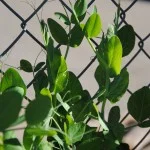 ...and peas in six-packs. Just naming a few!