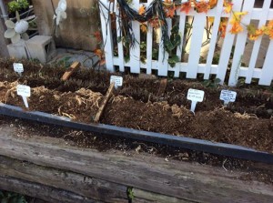 Bare root Asparagus: $1.89 each Bare root strawberries: .50 each. Strawberry varieties: Albion, Chandler, Sequoia