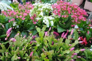 Kalanchoe and Christmas Cactus