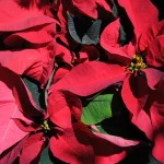 Poinsettia