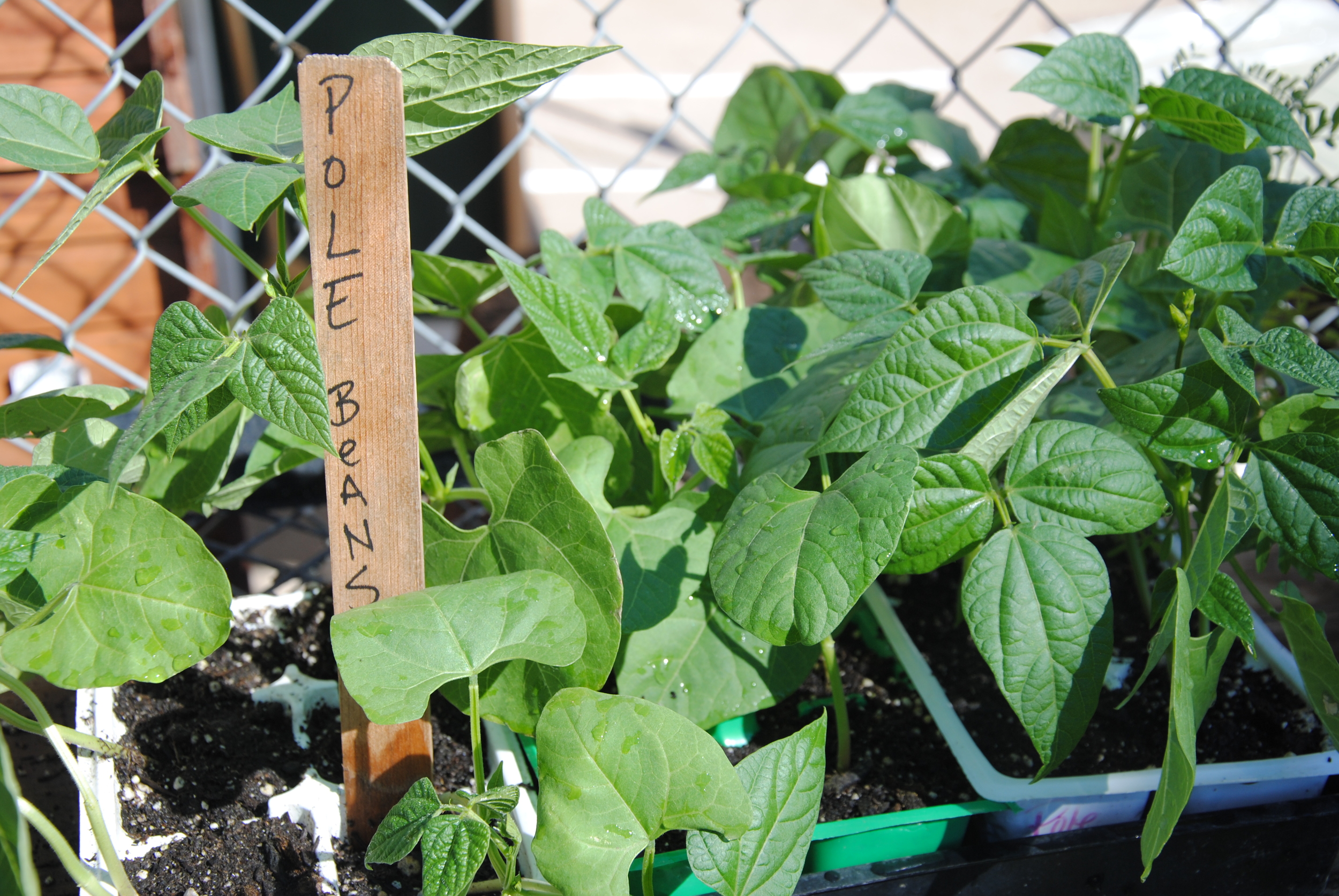 There is so much potential in a young vegetable plant.