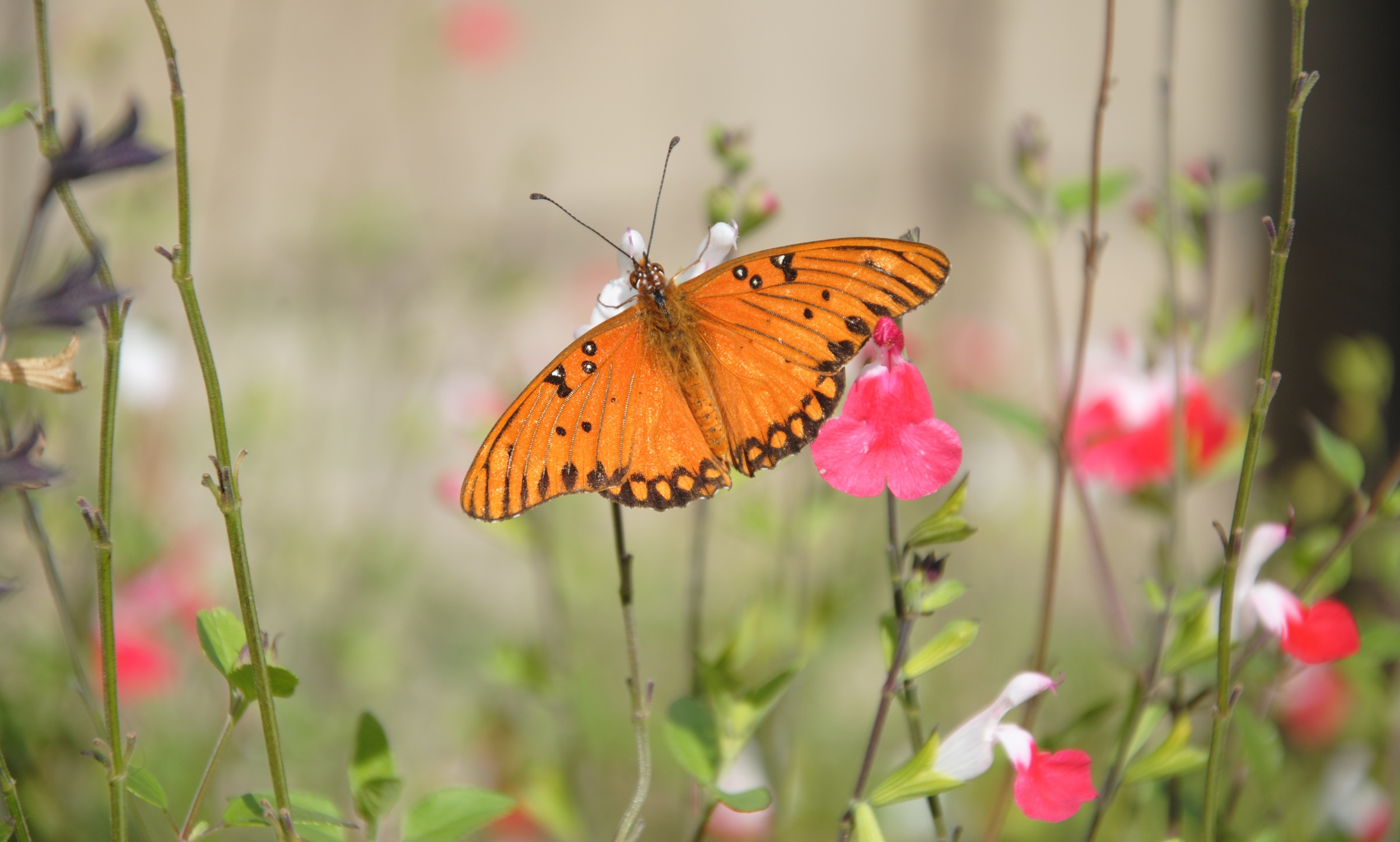 Replacing Your Lawn Sunday, February 22. 10:00-11:30 am This class will focus on landscaping with California Native Plants, but the principles taught can apply to many landscaping themes. Additional information