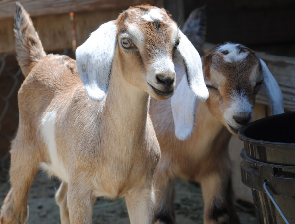 Raising Goats - free/no need to RSVP Saturday, February 28 1-2:30 pm Additional information