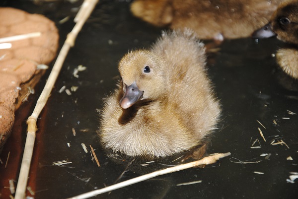 Come visit while we are still cute and small!