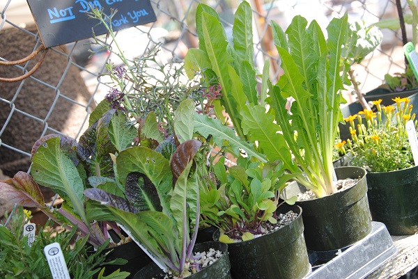 There is so much more to a good salad than just lettuce.