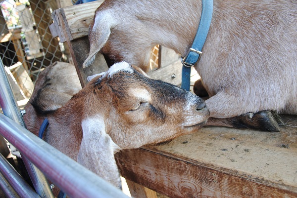 We have a new pen that makes it so much easier for everyone to reach in and give us a scratch and a pet. Come and see.