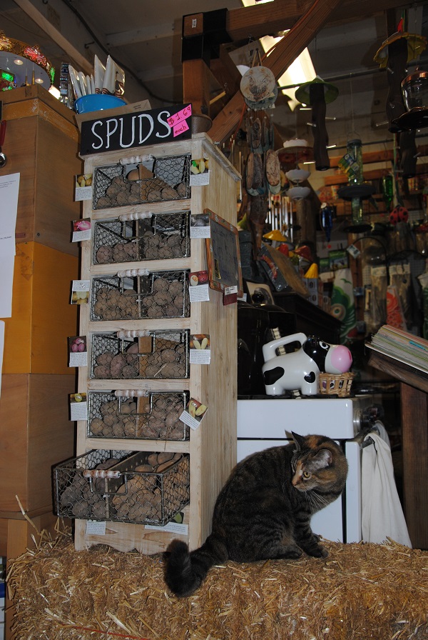 KC is keeping the spuds warm. We have multiple varieties of onions and garlic too.