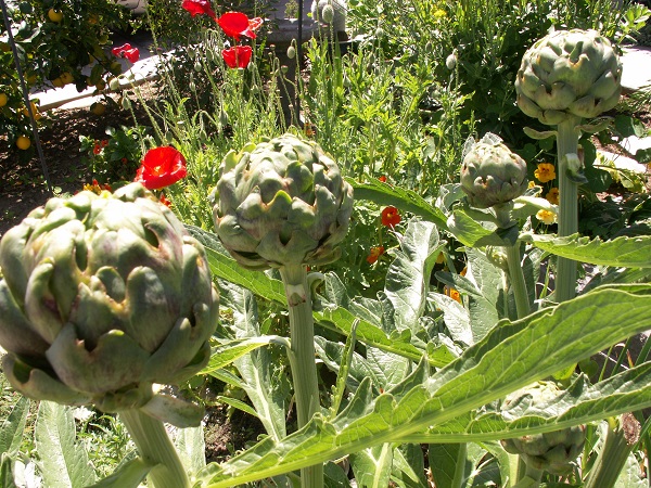 Gardening 101 Saturday, April 18, 8-9:30am We will meet in the farmhouse FREE/no need to RSVP