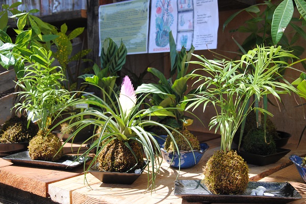 We sell beautiful Japanese Moss Gardens, known as Kokedama. Let our kokedama artist, Kanako Yamada, teach you how to create your own!
