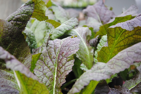 Looking for some leafy greens? Our vegetable section is well-stocked. Plan your nursery visit Friday or Saturday. Remember, we are closed Sunday, May 24th.