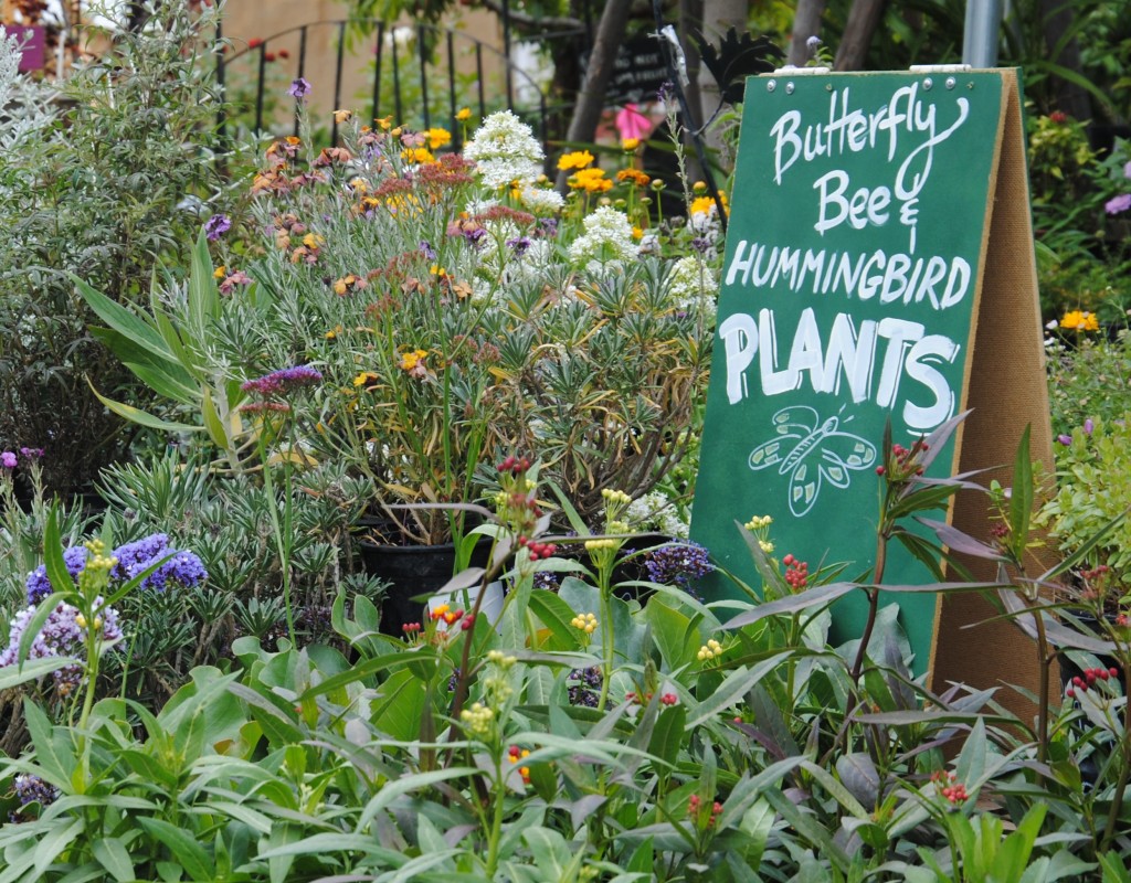 Assorted milk weed plants are a wonderful attractor of butterflies!