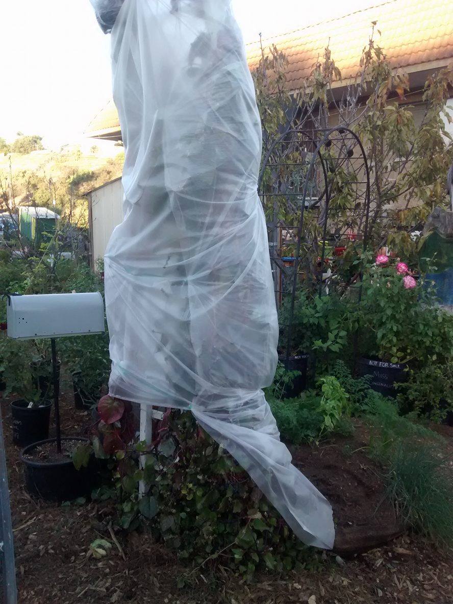 Sam's covered up his malabar spinach to help protect it from the evening frost. Do you have questions about which plants you should be protecting? Come on in! We're happy to help. 