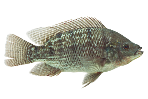 Mozambique Tilapia ( Oreochromis mossambicus)