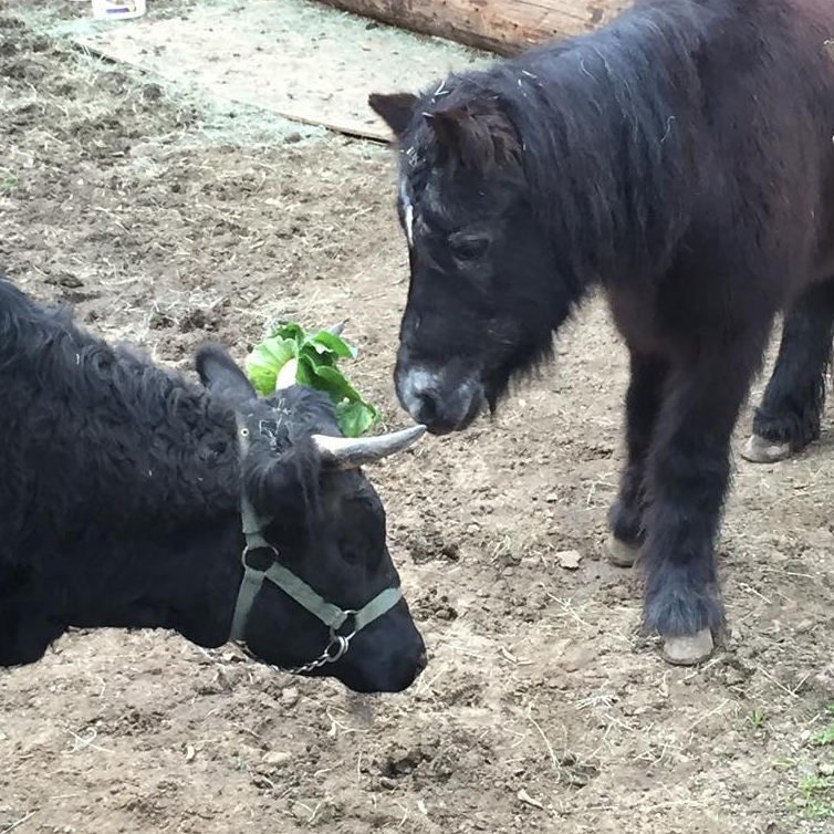 Gigi our shy senior pony and Poinsettia our Dexter cow