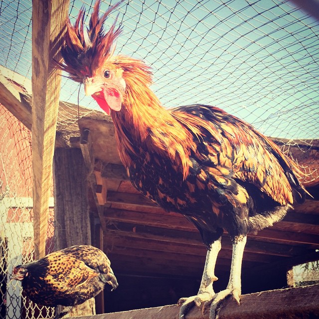 Egg-laying chicks sporting their fresh 'dos