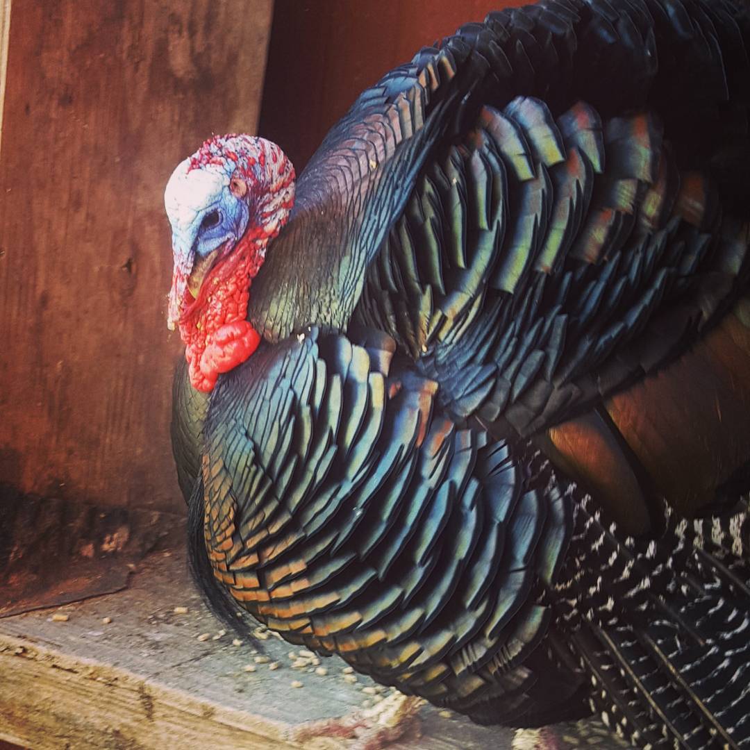 Our Most-Instagrammed Resident, the gorgeous Mr. Turkey