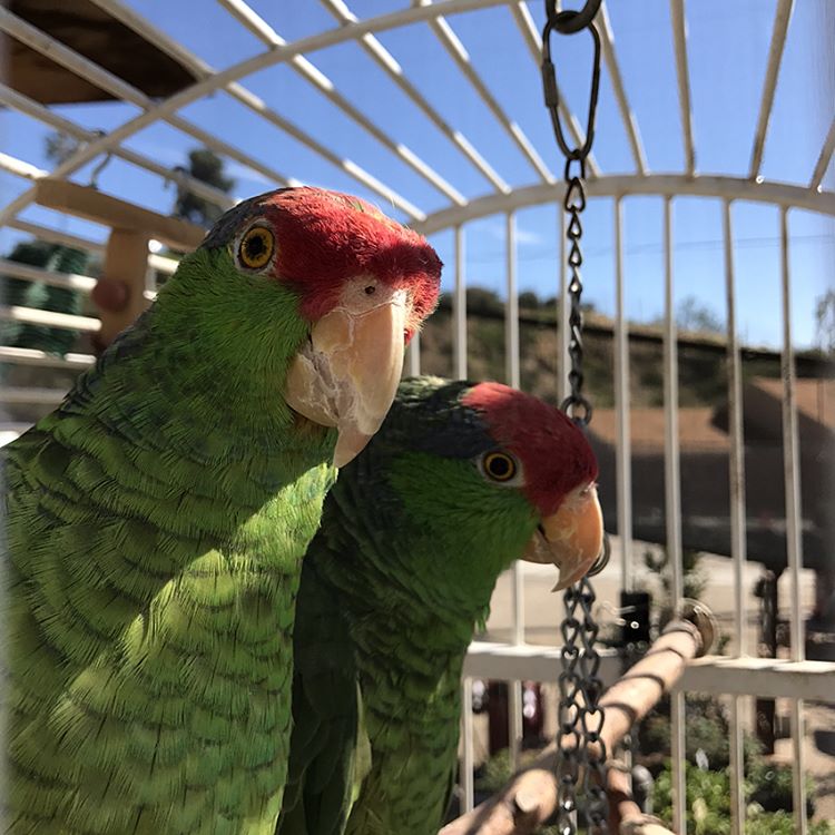 Limpy & Gimpy Rescue Parrots