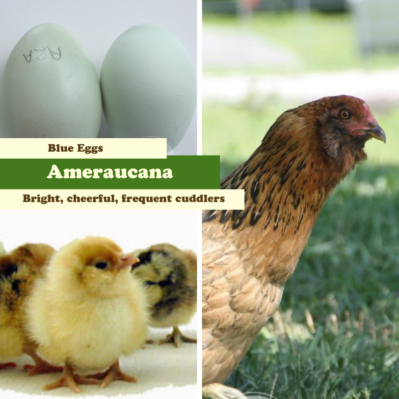 San Diego Chickens Sister