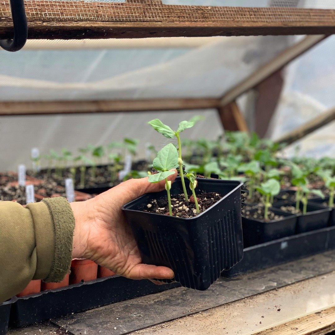 The Yard Long Bean has vigorous growing vines that produce spectacularly long and slender string-less pods. These beans are delicious any way you want them, either fresh, steamed, stir-fried, or saut&eacute;ed.

The beans themselves will grow to upwa