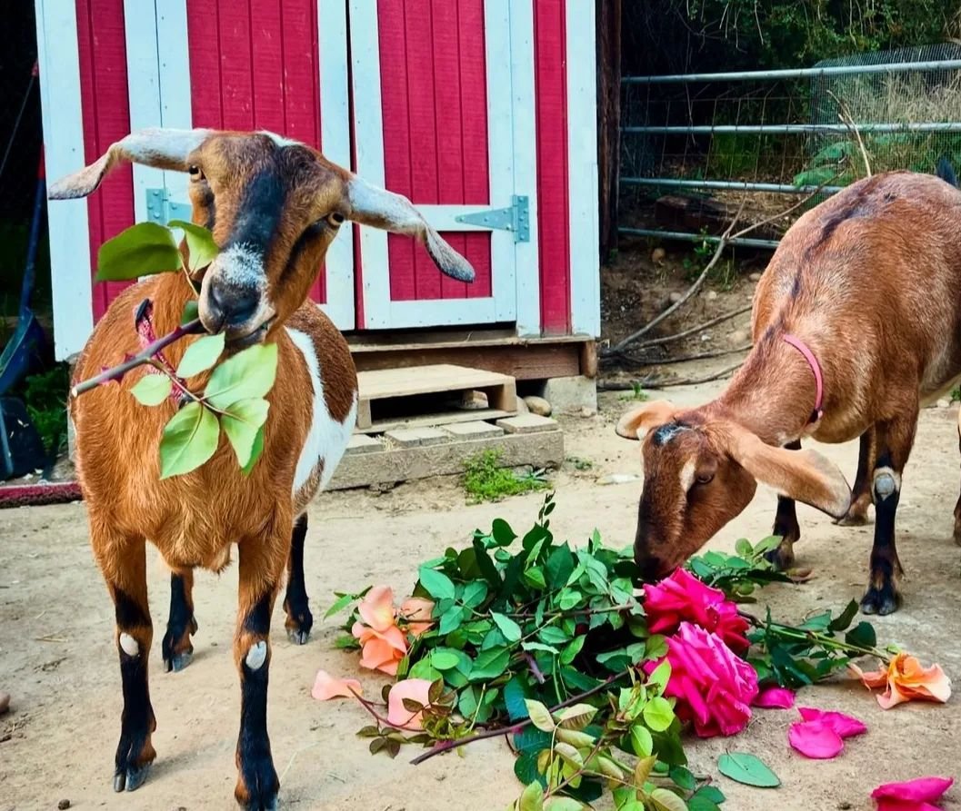 Pepi and Honey are here to show you how to do more than smell the 🌹🌹🌹

Come visit 9a-5p!

@moosacreek will be here until 1 with a Endangered Natives table Q&amp;A

Our community cleanup runs until 11a across the street. 

@natesgardengrill has mus