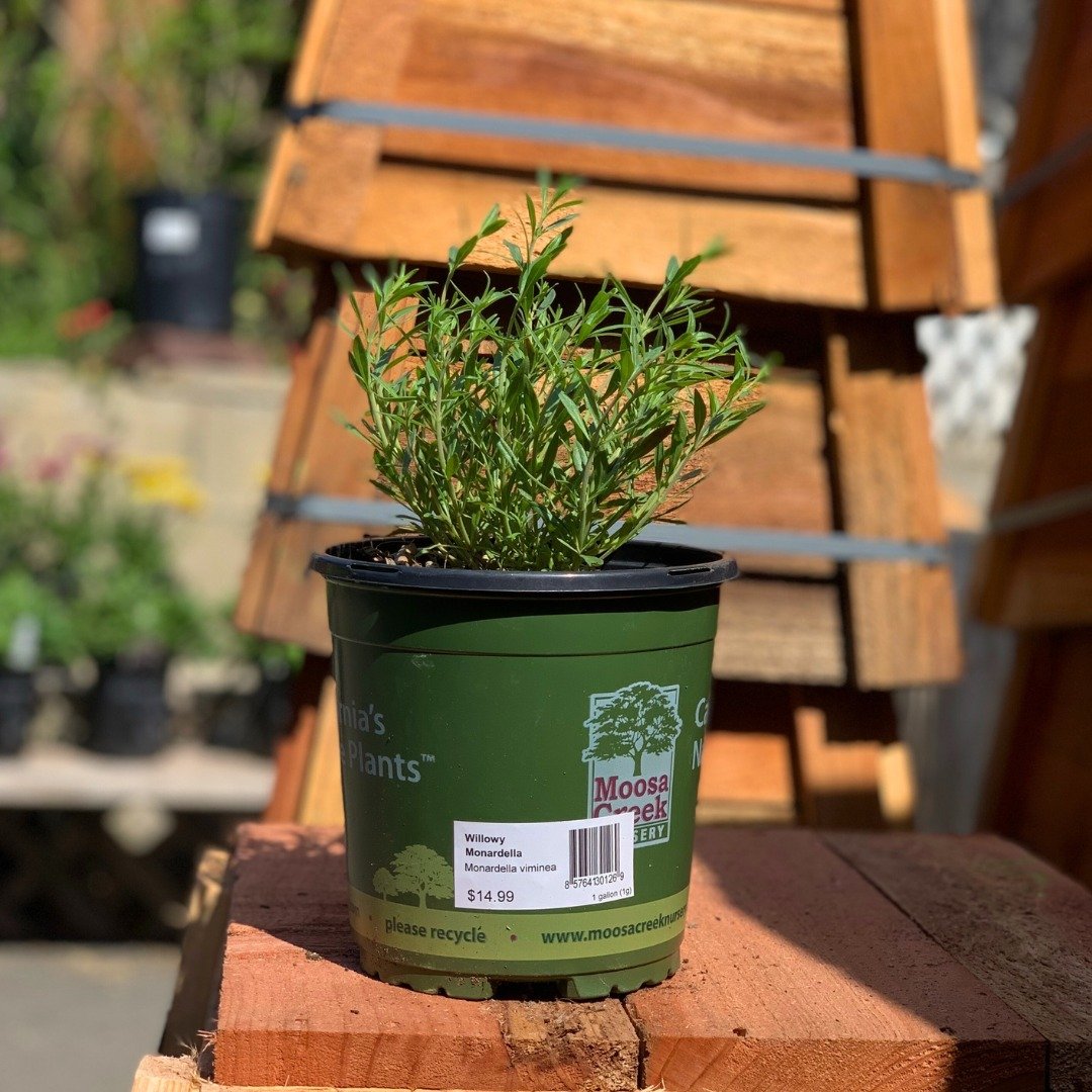 Moosa Creek Nursery has a lovely Willowy Mint (Monardella linoides ssp viminea) that we're excited to spotlight today.

The rare Willowy Mint is a San Diego native that combines hardiness with beauty. This plant is State and Federally listed as endan