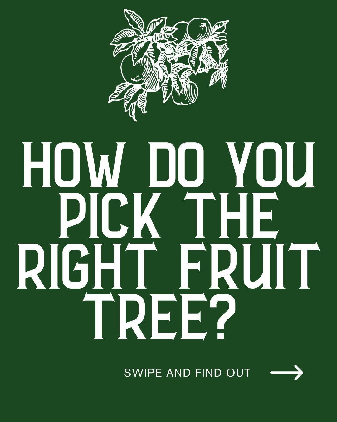 Looking to plant a fruit tree? 🌳🍑 

Learn essential tips to ensure it thrives in your garden, from selecting the right variety to preparing the perfect planting site! 

#GardeningTips #BackyardOrchard #FruitTreePlanting #EcoFriendly #HealthyEating