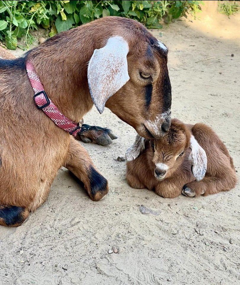 Our hearts are grateful. Honey, one of our resident goats, cared for by the goat co-op brought three healthy kids into the world. 

Here's to the immense love of Mom's, the feat of bringing life into the world, and the hands and hearts that help alon