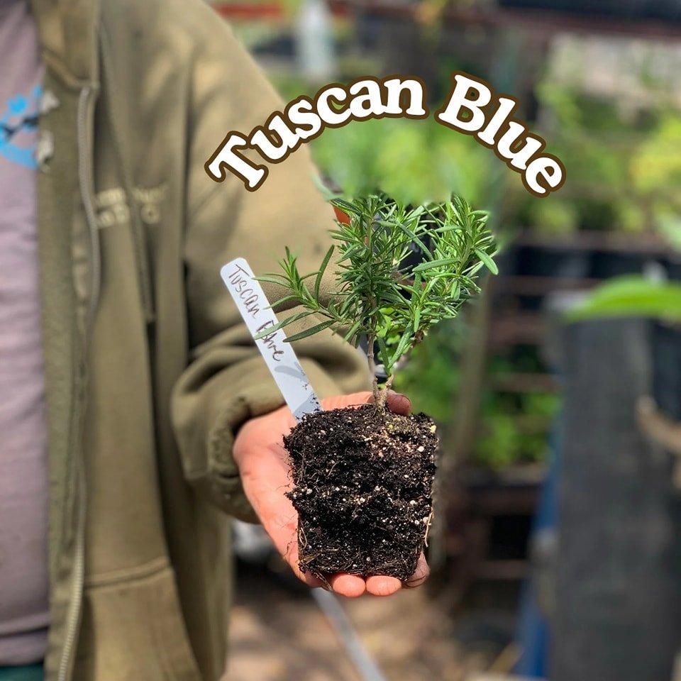 Celebrating Rosemary! On-site started, we have three varieties to choose from.

Tuscan Blue is a wonderfully scented plant that will get established as a shrub. Serving as a great anchor plant on corners and provide some height up against walls and f